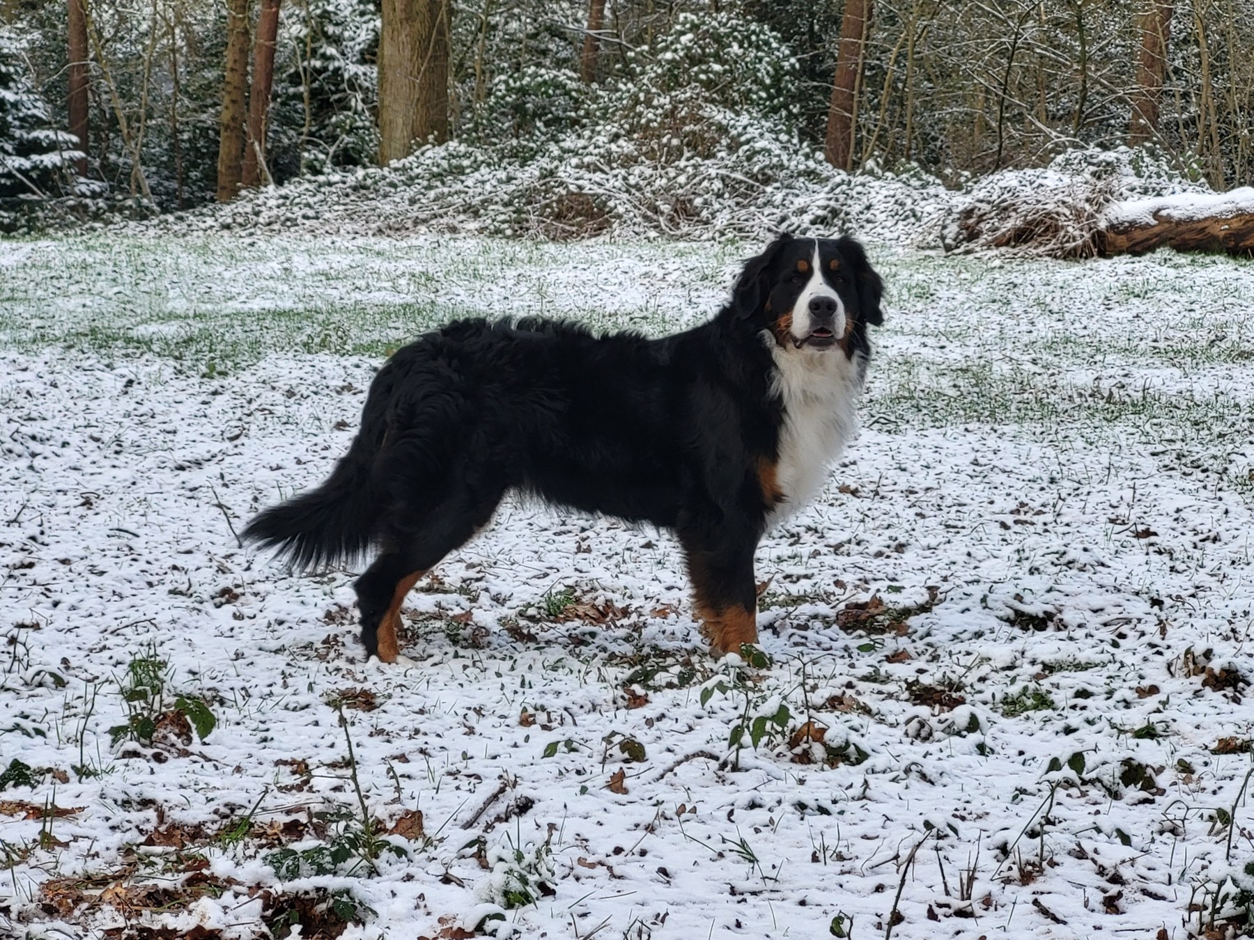 Berner Sennen staand in een licht besneeuwd bos